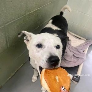 Meet your Posher, Ava